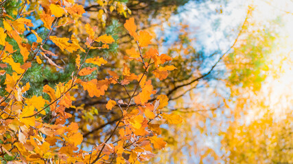 Colorful autumn leaves on a soft background on a sunny day