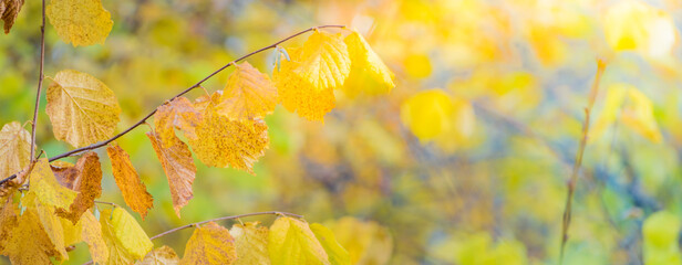 Colorful autumn leaves on a soft background on a sunny day