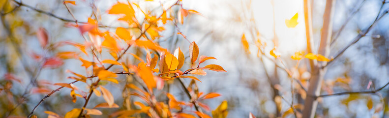 Beautiful panoramic autumn scenery with colorful leaves and bokeh background