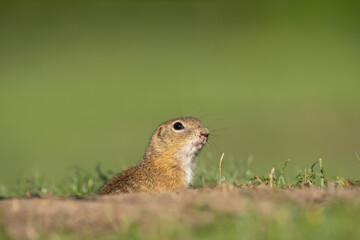 Naklejka na ściany i meble European ground squirrel moving on the meadow. Skillful squirrels. European wildlife nature. Squirrel near the burrow. Hungry squirrel eating near the burrow.