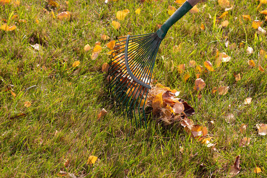 A fan rake and a pile of autumn leaves on the lawn