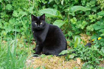 Naklejka na ściany i meble Beau chat noir avec des yeux brillants