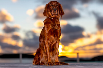 My beautiful Irish Setter in the sunset