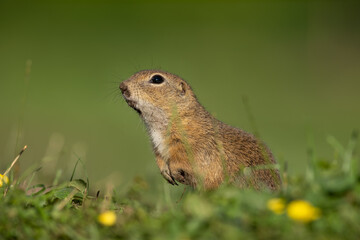 Naklejka na ściany i meble European ground squirrel moving on the meadow. Skillful squirrels. European wildlife nature. Squirrel near the burrow. Hungry squirrel eating near the burrow.