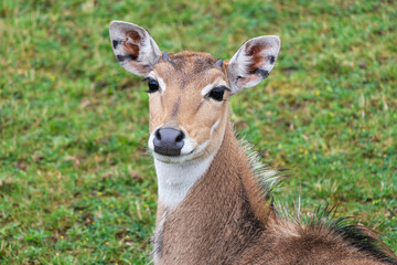 Kobus leche kafuensis or red lechwe deer head closeup portrait