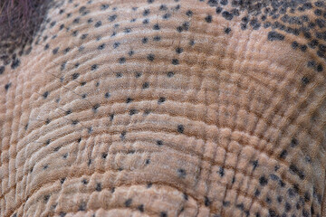 Elephant skin detail texture pattern close-up leather
