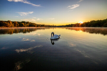 Swan over hazy Lake at Sunrise - calm,peace,morning - Schwan friedlich im dunst der aufgehenden...