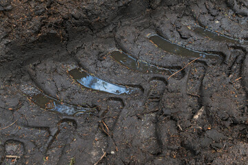 Mud track of-road forest trail dirt path muddy