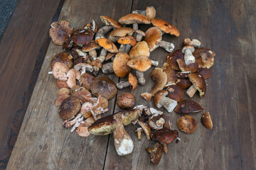 Wild forest mushrooms boletus top lay view on wooden table