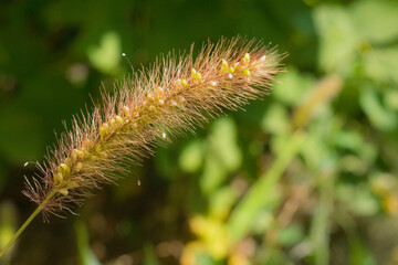 Obraz premium Nature