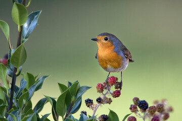 European robin in wild fruit berry branch 