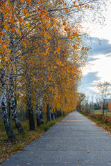 Obraz premium The city street footpath strewn with fallen yellow, orange and red leaves in autumn.