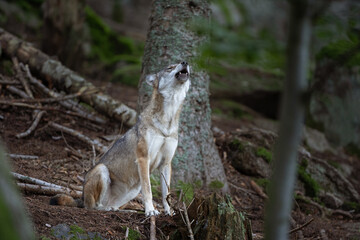 Wolf in the dark forest. Wolf during the day. Rare predators have a rest in the forest. European nature during summer. 
