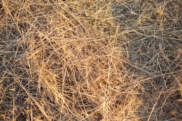 Fototapeta na wymiar yellow dry cut grass. Natural background, texture for text.