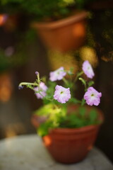Pale purple petunia flower grow in a clay pot in a summer garden.