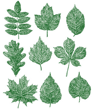 Vector image of set drawn leaves of various deciduous trees