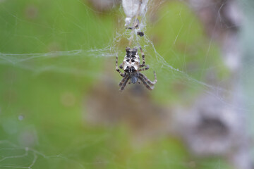 insects nature weavers. spider with totum face in web
