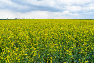 Obraz premium Rapeseed field in the rainy day, Blooming canola flowers panorama. Rape on the field in summer at cloudy.