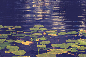 Yellow lotus flower or water lily. Lotus leaves and lotus bud in a pond. Lotus season in Zaryadye park, Moscow