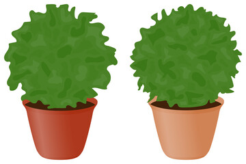 Plants with a trimmed round crown for landscaping. Decorative flowers in flower pots. Indoor plants to decorate the balcony.