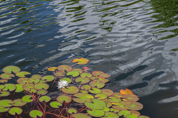 White lotus flower or water lily. Lotus leaves and lotus bud in a pond. Lotus season in Zaryadye park, Moscow
