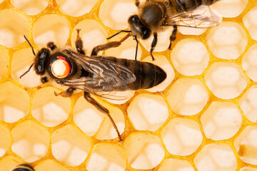 the queen (apis mellifera) marked with dot - bee colony life