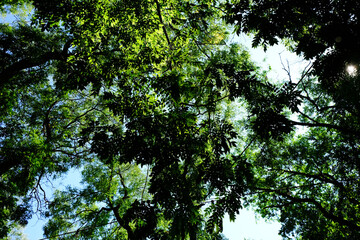 Branches on a background of back lit sky