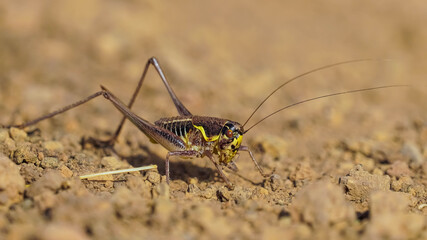 grasshopper on the floor