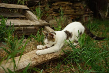 Cute white cat sharpening its claws on a wooden plank in the garden