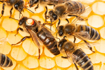 the queen (apis mellifera) marked with dot is laying eggs and bee workers around her - bee colony life