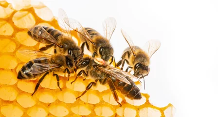 Crédence de cuisine en verre imprimé Abeille la reine (apis mellifera) marquée de points et d& 39 abeilles autour d& 39 elle - vie de la colonie d& 39 abeilles