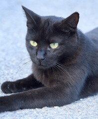 Schwarze Katze mit leuchtend gelben Augen