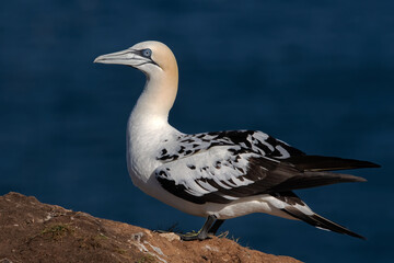Fototapeta premium Northern Gannet (Morus bassanus) on the cliffs of Bempton