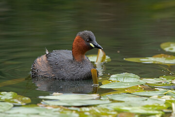 Little Grebe (Tachybaptus ruficollis) in a disused canal thick with vegetation