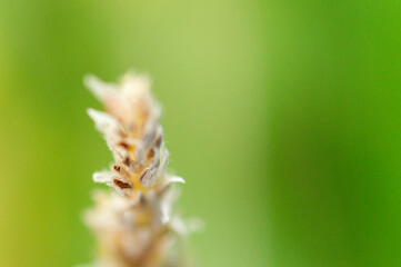 Punta de la floración de una mazorca o plata de maíz