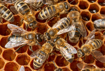 big drone bees (male honey bee) and bee workers