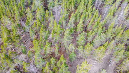 Aerial view of the Vuoksi river, the forest and the settlement in autumn day, Losevo, Leningrad Oblast, Russia