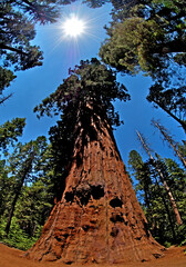 Sequoiadendron giganteum (giant sequoia, Sierra redwood, or Wellingtonia) is the sole species in...