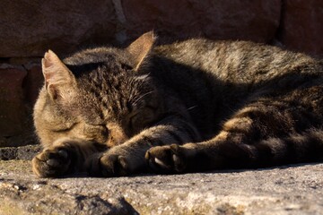 sleeping cat portrait close up at sunset