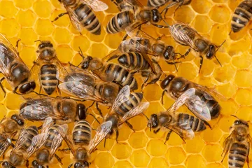 Fotobehang big drone bees (male honey bee) and bee workers © Vera Kuttelvaserova