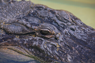 An american alligator's watchful eye surrounded by leathery, wrinkled, rippled, mottled skin, in Florida, USA