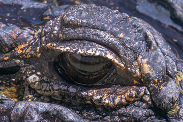 Close-up of an american alligator's watchful eye that shows reflections of the gator's prey, surrounded by the upper eyelid and leathery skin, in Florida, USA