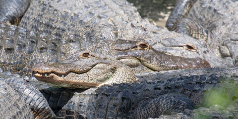 The toothy smile of one american alligator, camouflaged among many gator eyes and the gray, gnarly, textured bodies of multiple alligators, in Florida, USA