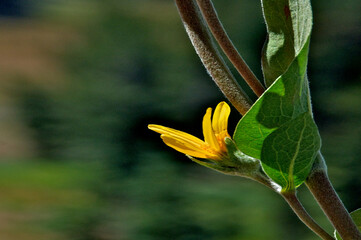 Flower bud of Woolly Mule Ears just strarting to bloom