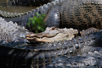 A contented american alligator rests smiling among gray, gnarly, sharp-skinned gators, in Florida, USA