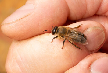 big drone bee (male honey bee) close up on a finger