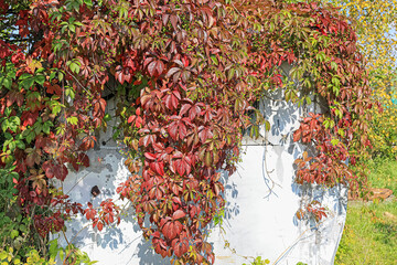 decorative maiden grapes on the wall of the house