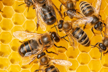 bees and bee drones close up on bee frame