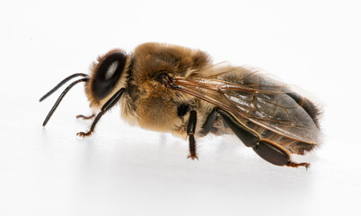 big drone bee (male honey bee) isolated on white