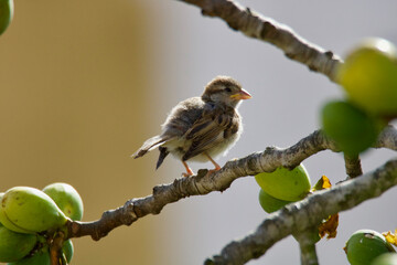 Bird on the branch of a fig tree and choose your meal.